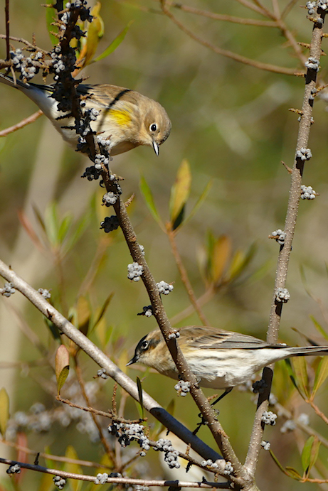 Two birds in a tree